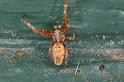 Uloborus_congregabilis_D7105_Z_90_Camping near sewage_Australie